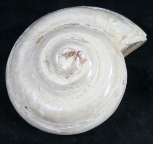 Polished Fossil Snail (Pleurotomaria) #9545